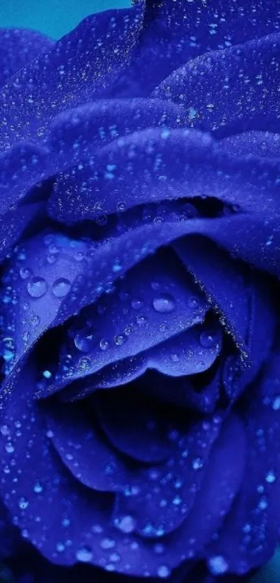 Close-up of a vibrant blue rose with water droplets.