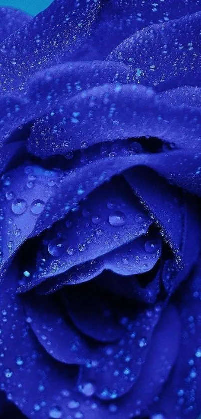 Blue rose with water droplets, vibrant phone wallpaper.