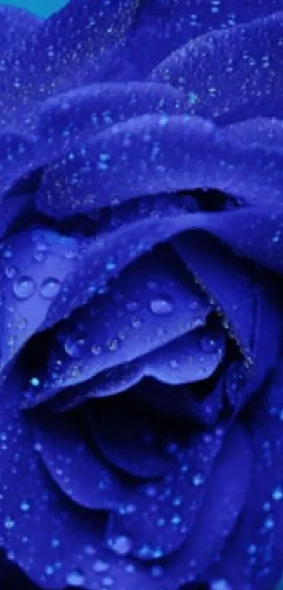 Close-up of a vibrant blue rose with dew drops.