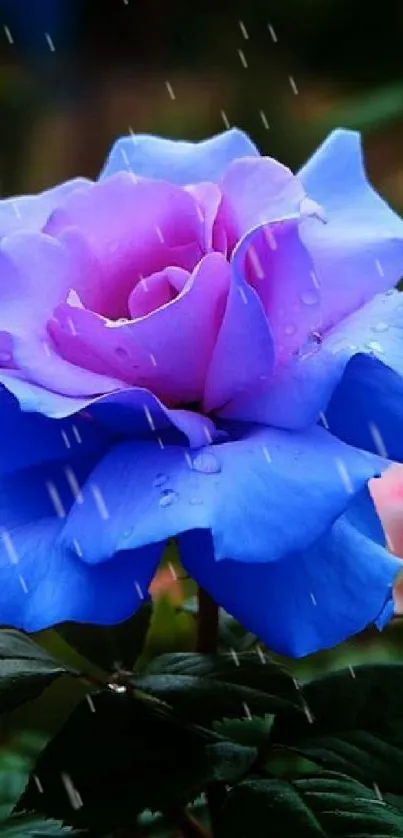 Close-up of a vibrant blue and purple rose with water droplets.