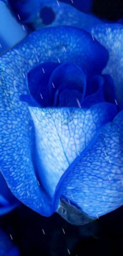 Bright blue rose with intricate petal details and a natural design.