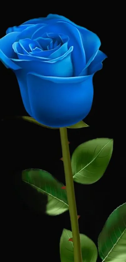 Vibrant blue rose with green stem on black background.