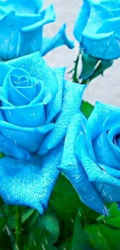 Vibrant blue rose bouquet with lush green leaves.