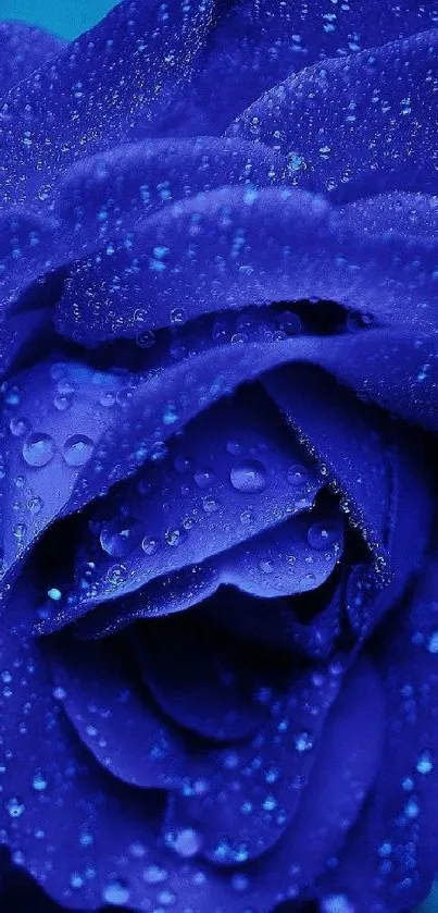 Stunning vibrant blue rose with dewdrops for mobile wallpaper.