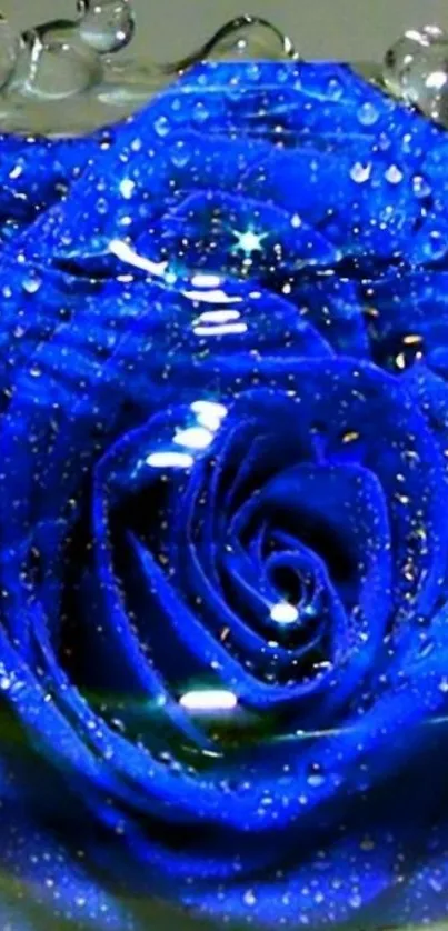 Vibrant blue rose with water droplets close-up wallpaper.