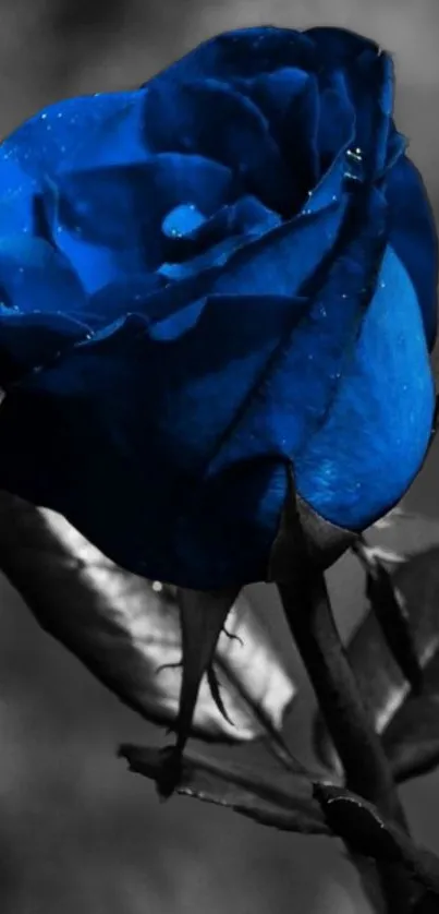 Vibrant blue rose against grayscale background.