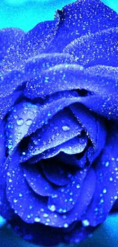 Blue rose with dewdrops wallpaper, perfect for nature-themed mobile backgrounds.