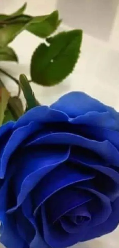 Stunning blue rose with green leaves on a white surface.