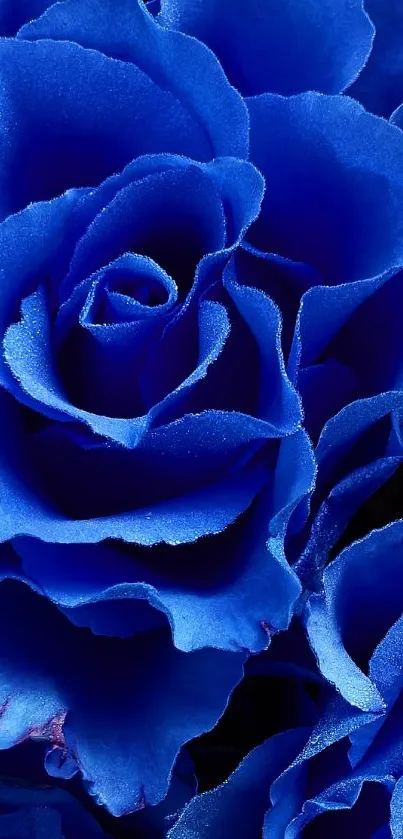 Vibrant royal blue roses close-up wallpaper.