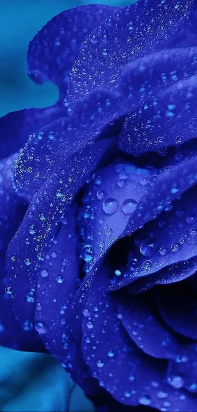 Close-up of a vibrant blue rose with dew droplets.