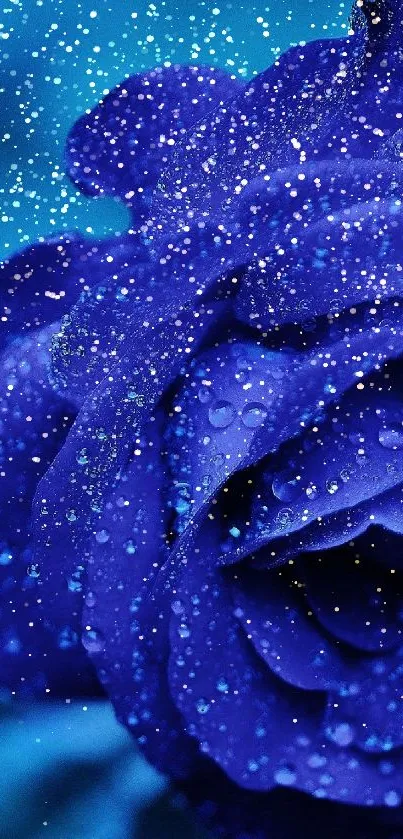 Close-up of a vibrant blue rose with water droplets on petals.