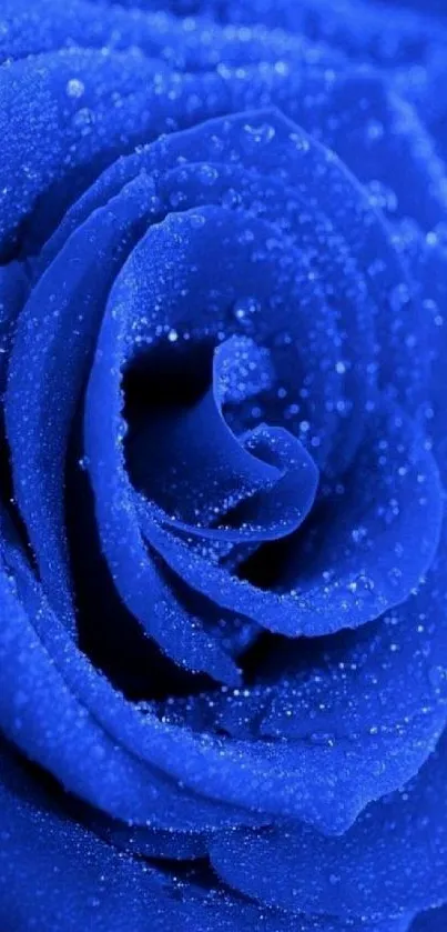 Close-up of a vibrant blue rose with dewy petals.