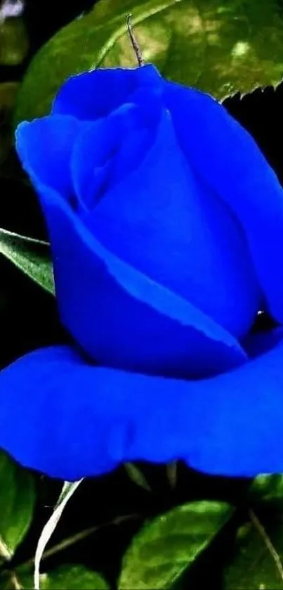 Mobile wallpaper featuring a vivid blue rose with green leaves.