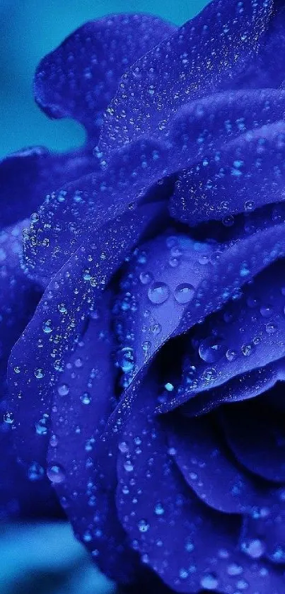 Close-up of a vibrant blue rose with sparkling dew drops.