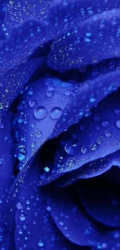 Blue rose with water droplets for mobile wallpaper