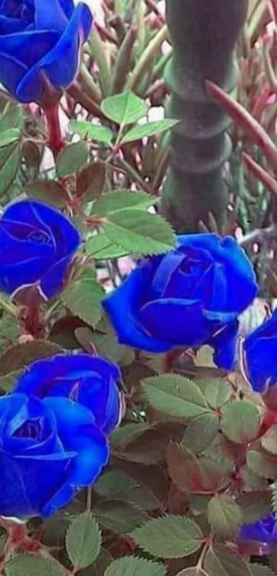 Vibrant blue roses in a garden setting.