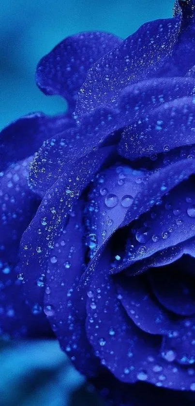 Close-up photograph of a vibrant blue rose with dewdrops.