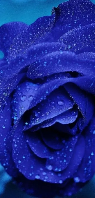 Vibrant blue rose with dewdrops, perfect for mobile wallpaper.