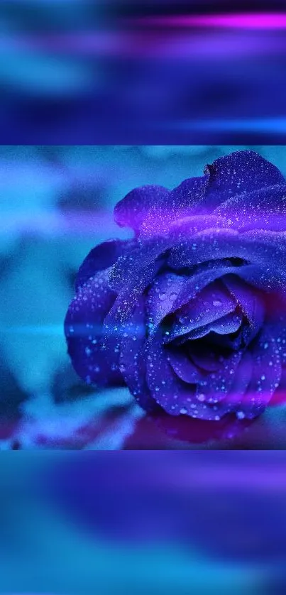 Blue rose with neon glow mobile wallpaper.