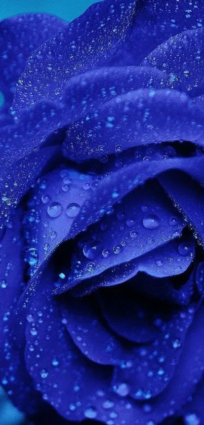 Elegant blue rose with water droplets, perfect for nature enthusiasts.