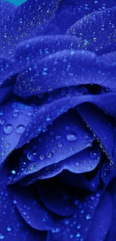 Close-up of a vibrant blue rose with dewdrops.