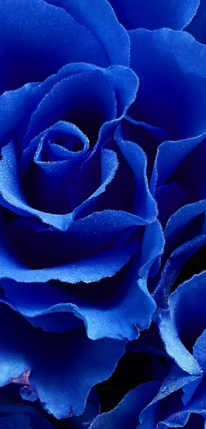 Close-up of vibrant blue rose petals, elegant and vivid design.