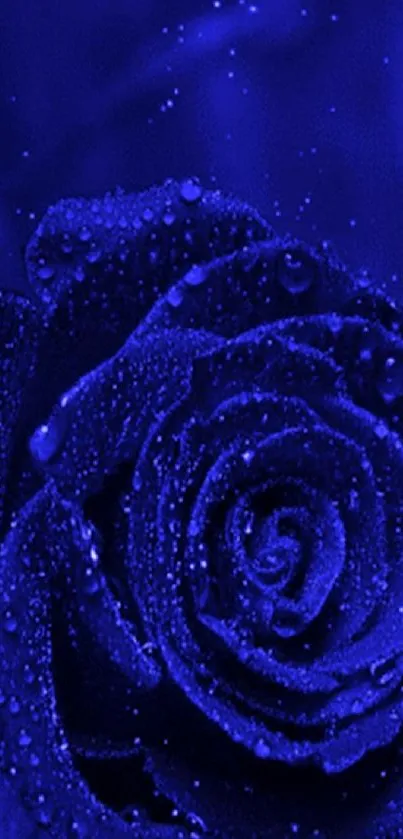 A vibrant blue rose with dew drops and a starry background.