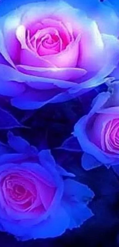 Vibrant blue roses with pink petals glow elegantly on this wallpaper.