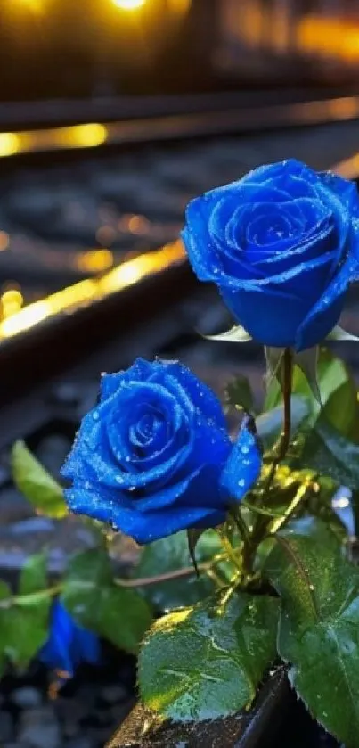 Blue roses with water droplets on a railway track in striking light.