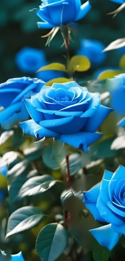 Vibrant blue roses with green leaves in a lush floral design.