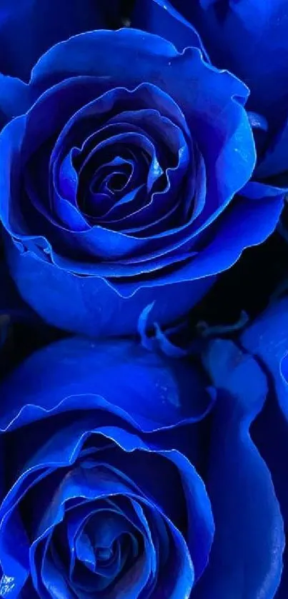 Vibrant blue roses in full bloom, perfect for a serene mobile wallpaper.