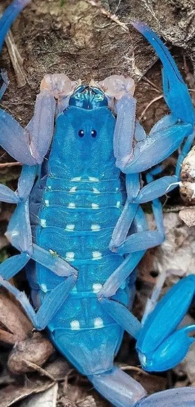 Bright blue scorpion on earthy background mobile wallpaper.