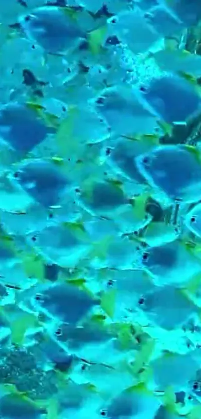 School of blue fish swimming in turquoise ocean waters wallpaper.