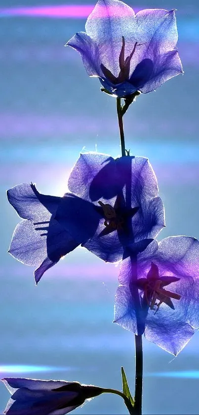 Silhouette of blue flowers against a bright sky, perfect for a serene mobile wallpaper.