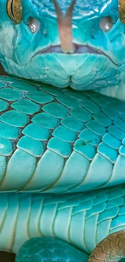 Vibrant teal snake with detailed scales in close-up.