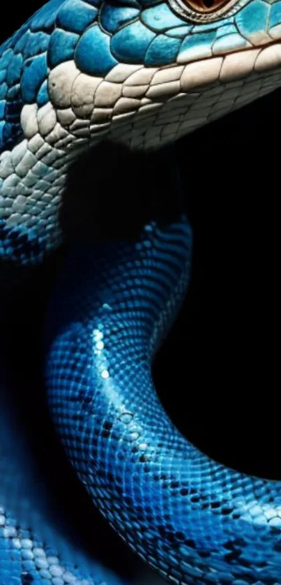 Close-up of a vibrant blue snake with detailed scales on a dark background.