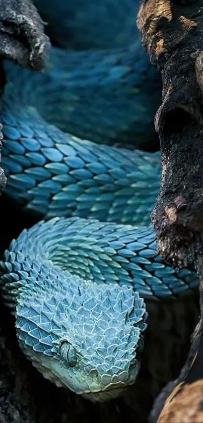 Blue snake coiled in dark textured habitat