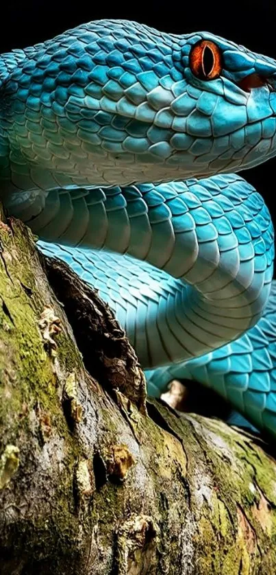 Vibrant blue snake resting on a mossy log, set against a dark background.