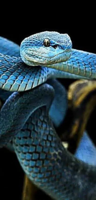 Close-up of a vibrant blue snake coiled around a branch with a black background.