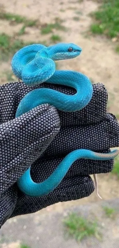 Vibrant turquoise blue snake on glove.