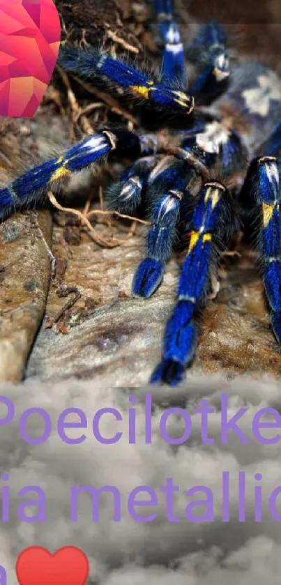 Blue spider on a natural background featuring vibrant colors.