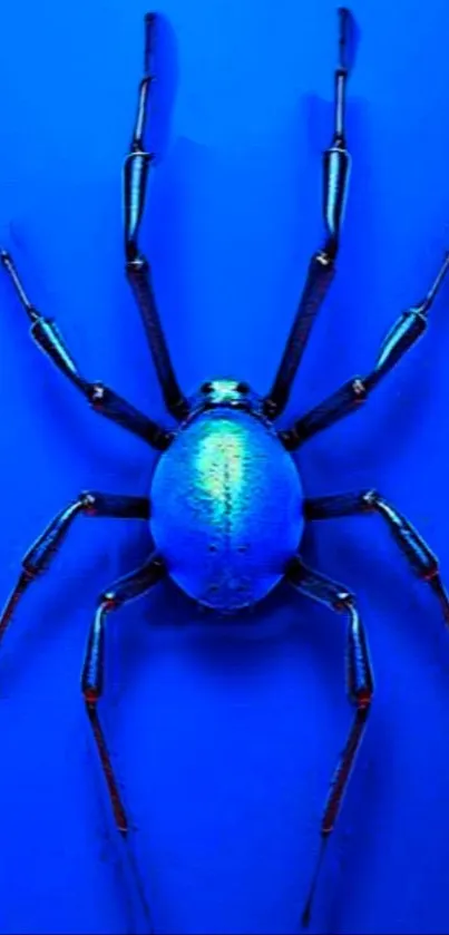 Vibrant blue spider on bold blue background wallpaper.