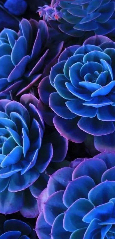 Vibrant blue succulents with purple hues create a lush mobile wallpaper.