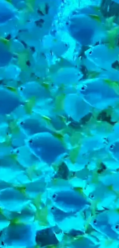 Vibrant blue tropical fish swimming underwater