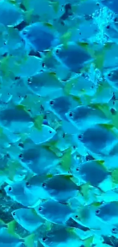 A vibrant school of blue and yellow tropical fish underwater.