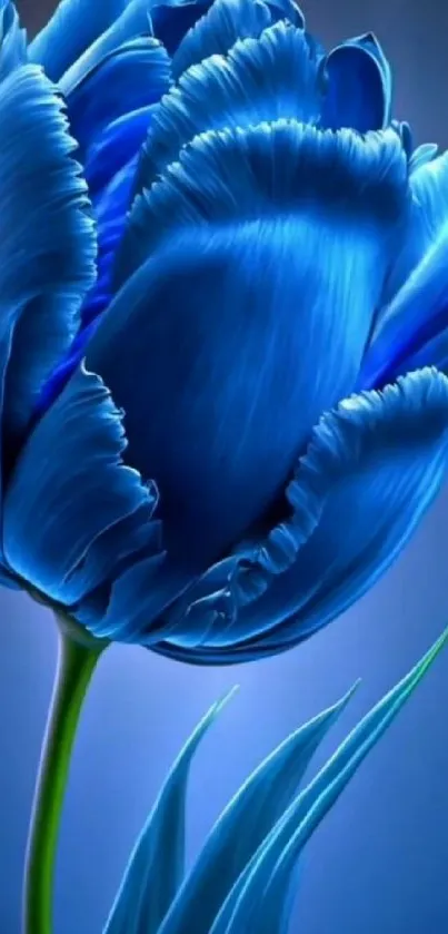 A vibrant blue tulip with detailed petals as wallpaper.