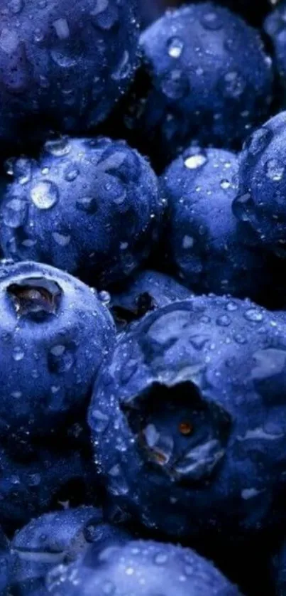 Close-up of vibrant blueberries with dew for mobile wallpaper.