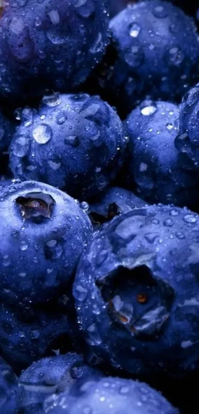 Dew-covered vibrant blueberries close-up wallpaper.