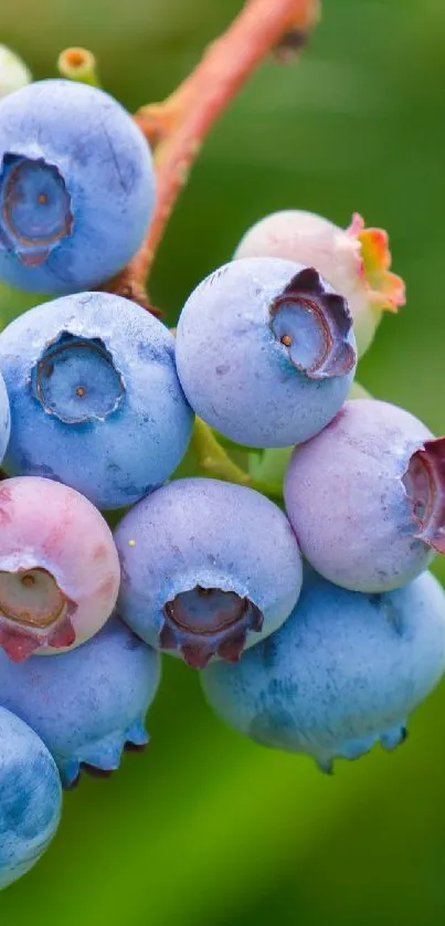 Cluster of blueberries with a vibrant green background.