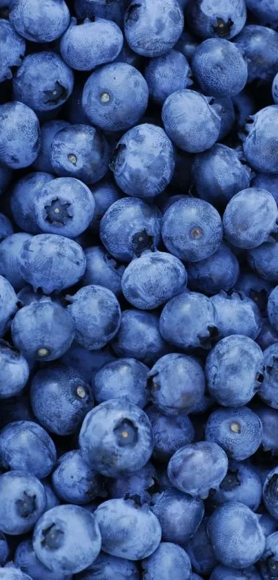 A vibrant blue mobile phone wallpaper featuring fresh blueberries.